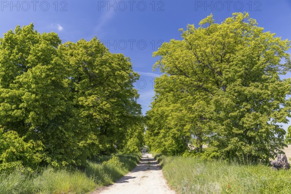 Path through the 200-year-old avenue of lime trees, mainly winter lime trees (Tilia cordata)