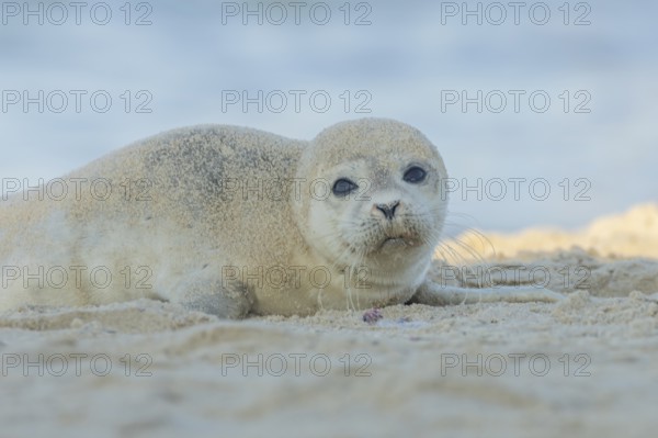 Common or Harbor or Harbour seal (Phoca vitulina) adult animal resting on sand on a beach, England,