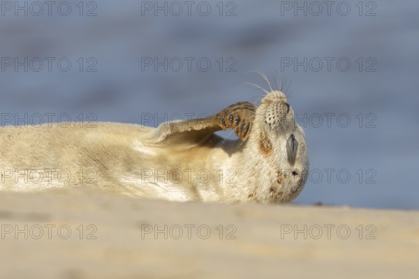 Common or Harbor or Harbour seal (Phoca vitulina) adult animal relaxing on a seaside beach,