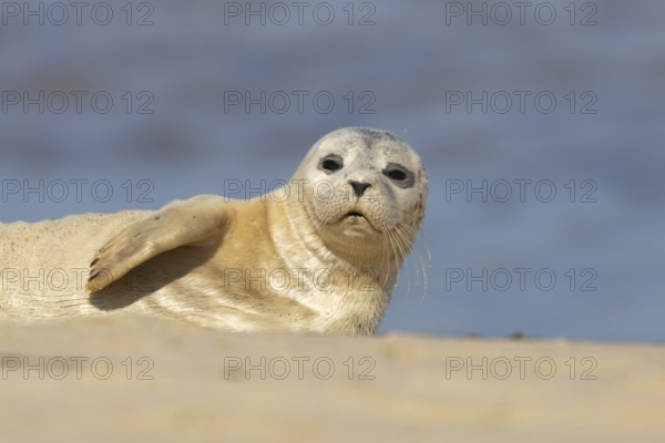 Common or Harbor or Harbour seal (Phoca vitulina) adult animal on a seaside beach, England, United