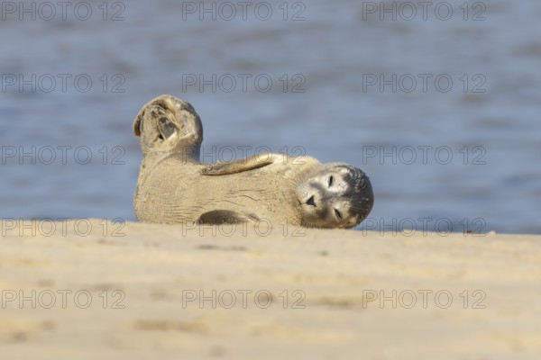 Common or Harbor or Harbour seal (Phoca vitulina) adult animal chilling out on sand on a beach,