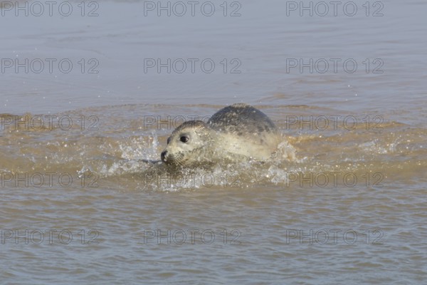 Common or Harbor or Harbour seal (Phoca vitulina) adult marine animal swimming in the shallow water