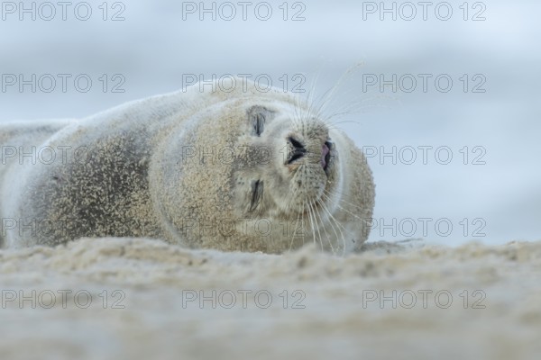 Common or Harbor or Harbour seal (Phoca vitulina) adult animal sleeping on sand on a beach,