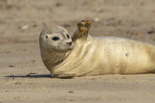 Common or Harbor or Harbour seal (Phoca vitulina) adult marine animal waving on a seaside beach,