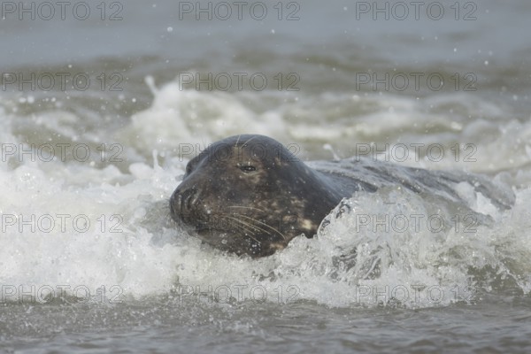 Atlantic grey seal (Halichoerus grypus) adult animal in the breaking waves of the sea on a