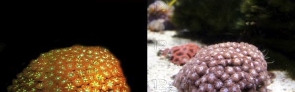 Soft coral (Sinularia brassica), fluorescent (left) and in daylight (right), Octocorallia,