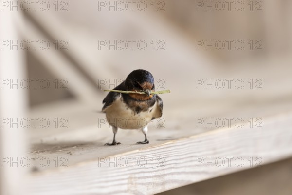 Barn swallow (Hirundo rustica) adult bird with nest material in its beak in summer, England, United