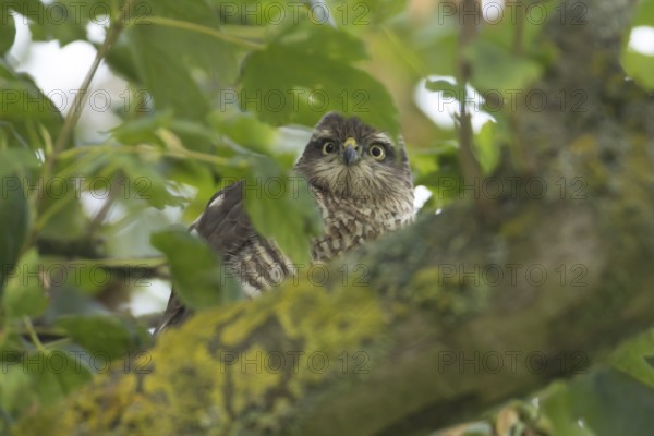 Eurasian sparrowhawk (Accipiter nisus) adult female bird of prey in a tree, England, United Kingdom