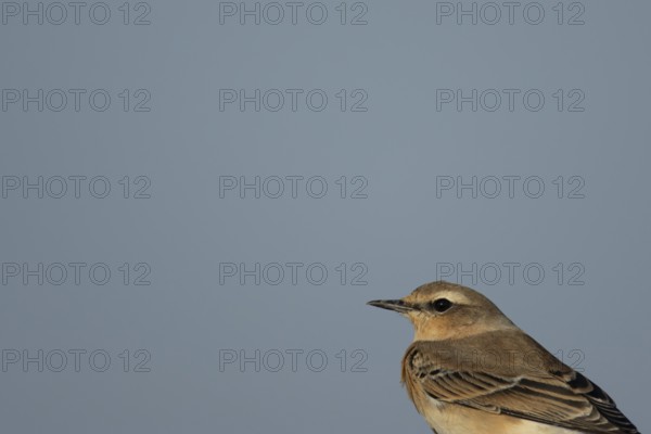 Northern wheatear (Oenanthe oenanthe) adult bird head portrait, RSPB Frampton marsh nature reserve,