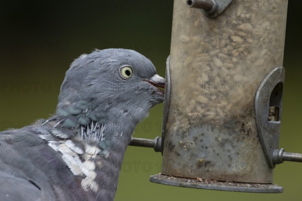 Wood pigeon (Columba palumbus) adult garden bird feeding on sunflower hearts seeds from a bird