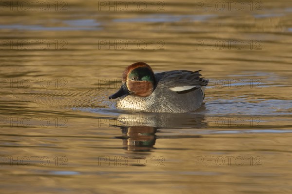 Common teal duck (Anas crecca) adult male bird on the water surface of a lake, England, United