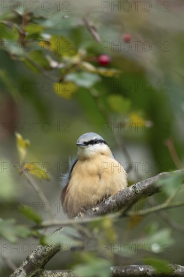 Eurasian nuthatch (Sitta europaea) adult bird on a tree branch in a woodland in autumn, Wales,