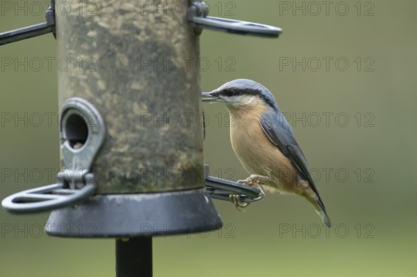Eurasian nuthatch (Sitta europaea) adult bird feeding on sunflower seeds from a garden bird feeder