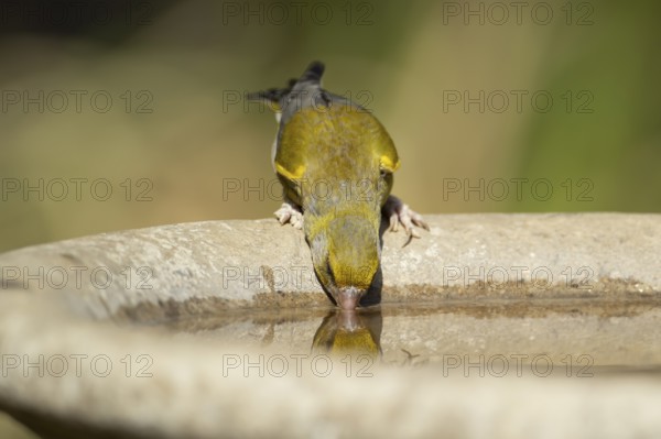 Greenfinch (Chloris chloris) adult female garden bird drinking water from a bird bath in summer,