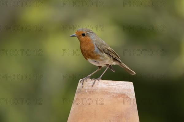 European robin (Erithacus rubecula) adult garden bird on a plant pot, England, United Kingdom