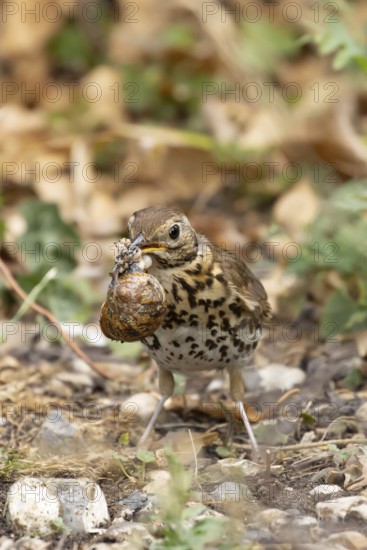 Song thrush (Turdus philomelos) adult garden bird with a snail in its beak for food, England,