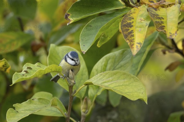 Blue tit (Cyanistes caeruleus) adult garden bird on a Magnolia tree branch amongst autumn colour
