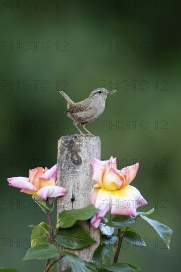 Eurasian wren (Troglodytes troglodytes) adult bird on a garden fence post with food in its beak in