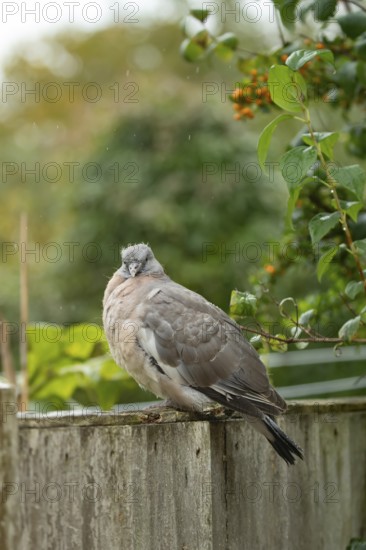 Wood pigeon (Columba palumbus) juvenile baby squab bird on a garden fence in summer, England,
