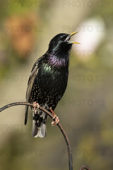 Eurasian starling (Sturnus vulgaris) adult garden bird singing in spring, England, United Kingdom