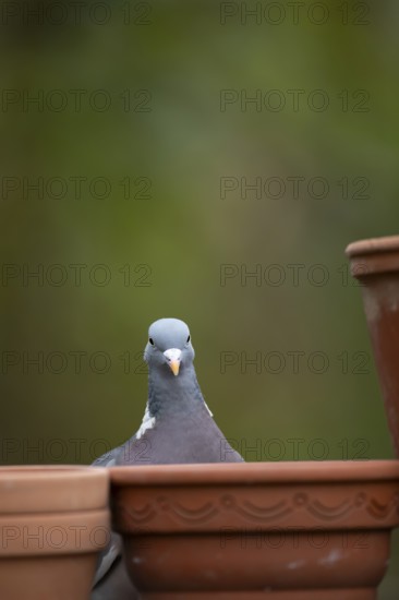 Wood pigeon (Columba palumbus) adult bird around garden plant pots, England, United Kingdom
