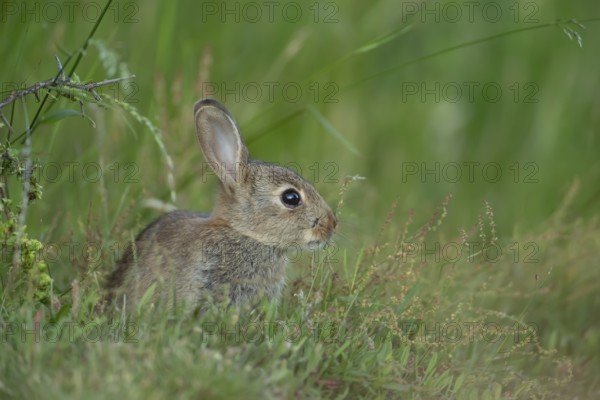 Rabbit (Oryctolagus cuniculus) juvenile baby wild animal in grassland in summer, England, United