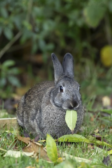 Rabbit-93528 Rabbit (Oryctolagus cuniculus) adult animal eating a leaf, Wales, United Kingdom