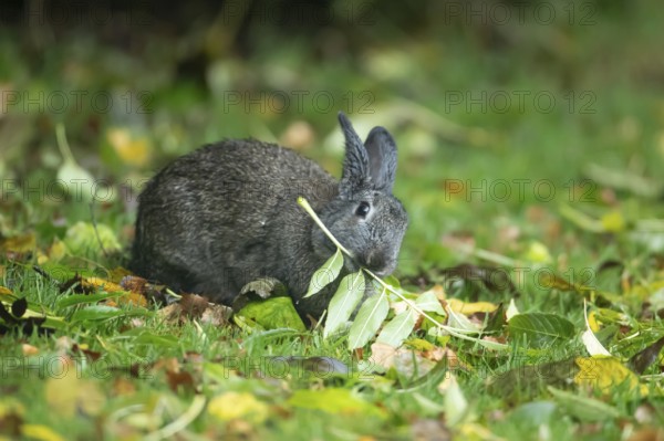 Rabbit (Oryctolagus cuniculus) adult animal eating a tree leaf in a woodland, Wales, United Kingdom