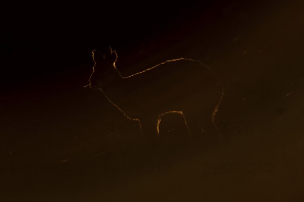 Chinese water deer (Hydropotes inermis) adult wild animal rimlit feeding in marshland at sunset,