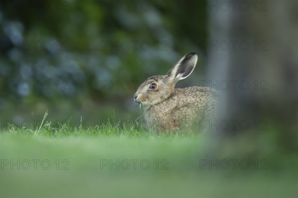European brown hare (Lepus europaeus) adult wild animal in a garden in summer, England, United