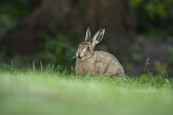 European brown hare (Lepus europaeus) adult wild animal feeding on a garden grass lawn in summer,