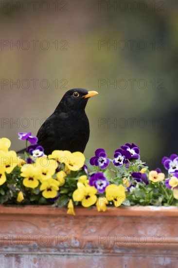 Eurasian blackbird (Turdus merula) adult male garden bird on a planter with flowering Pansy plants