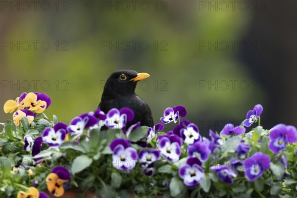 Eurasian blackbird (Turdus merula) adult male garden bird on a planter with flowering Pansy plants