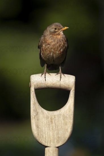 Eurasian blackbird (Turdus merula) adult female garden bird on a fork handle, England, United