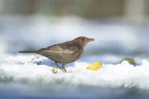 Eurasian blackbird (Turdus merula) adult male garden bird feeding on fruit on a snow covered lawn