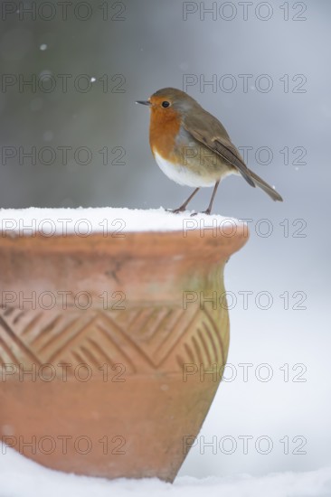 European robin (Erithacus rubecula) adult garden bird on a snow covered plant pot in winter,