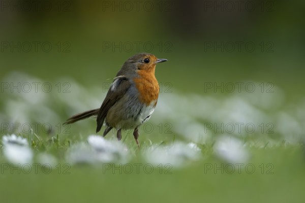 European robin (Erithacus rubecula) adult garden bird on a grass lawn with daisy flowers in spring,