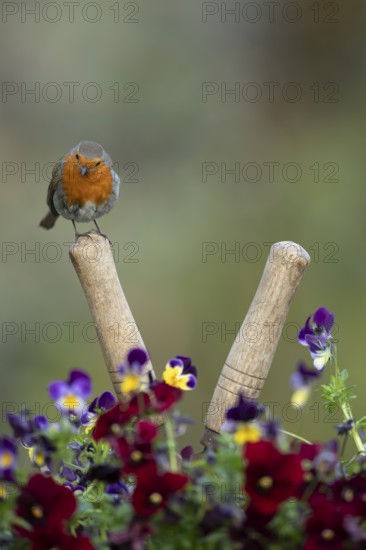 European robin (Erithacus rubecula) adult garden bird on shears handle in spring, England, United
