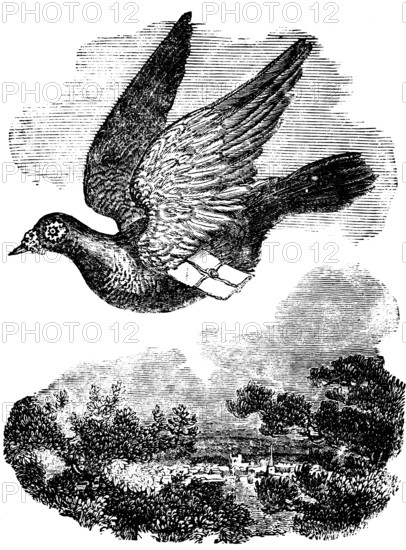 Pigeon flying with mail, dove breed domestic pigeon, orientation, homecoming skills, transport,