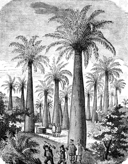 Honey palm (Jubaea chilensis), more rarely (Jubaea spectabilis), palm family (Arecaceae) Sap for