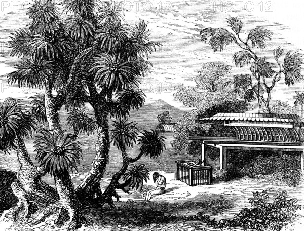 A Pandanus (Pandanus) tree, screw tree family (Pandanaceae) Occurrence on the South Sea Islands,