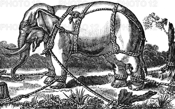 Taming a wild elephant, shackles, pegs in soil, attachment to a tree, ropes to hold, stand, side
