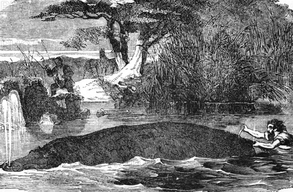Hippopotamus (Hippopotamus amphibius) river, swim, hunt, knife, stab, from behind, kill, angler,