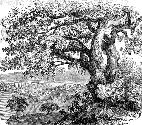 Breadfruit tree (Artocarpus altilis), also (Artocarpus incisus) Occurrence in tropical climates,