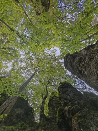 View from below of a dense forest with lush green canopy and tall rocks, Franconian Switzerland,