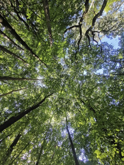 Looking up into the thick forest with green treetops and blue sky, Frankenwald nature park Park,