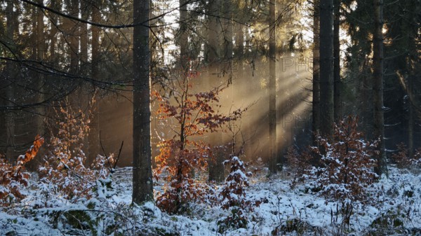 Sun rays flood a snowy autumn forest, illuminate the colorful foliage and create a peaceful