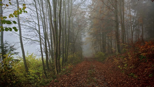 A foggy forest trail in autumn, covered with colorful leaves and lined with bare trees, creates a