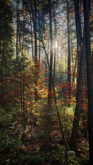 Sunbeams penetrate an autumnal forest and cast light on colorful leaves, Frankenwald nature park