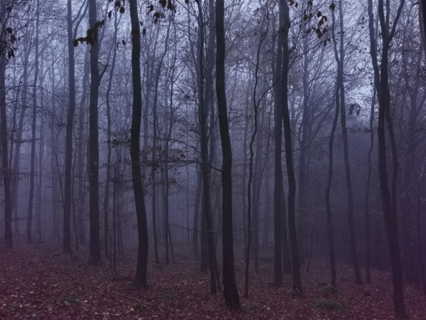 Misty forest in autumn colors, gloomy and mystical atmosphere with bare trees, Rennsteig,